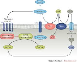 Image result for Adenosine