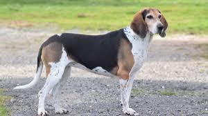 Image result for Harrier dog