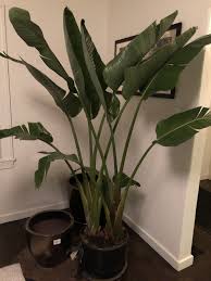 Giant Bird Of Paradise In Pots Giant Bird Of Paradise Plant Leaves Birds Of Paradise Plants