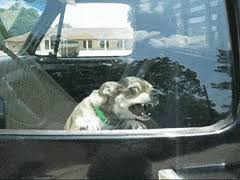 With tenor, maker of gif keyboard, add popular dog barking animated gifs to your conversations. Best Dogs Barking Gifs Gfycat