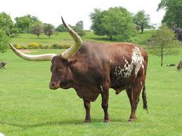 Ox synonyms, ox pronunciation, ox translation, english dictionary definition of ox. Ox With Big Horns Bull Cow Longhorn Cattle Cattle