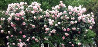 The blooms are an unusual blend of pastel pinks, creams and yellows. Rose Lovers Pierre De Ronsard Is The Diggers Club Facebook