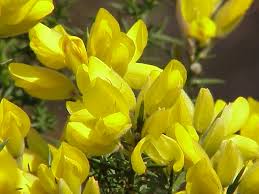 Image result for Ulex