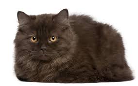These brilliantly charming cats have character, intelligence, friendliness, and beauty all rolled into one package. British Longhair Katzen Informationen Zu Den Bienenarten Omlet