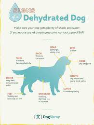 Summer Safety Tips To Keep The Puppers Happy And Healthy Imgur Dog Care Tips Dog Care Dogs