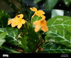 Image result for Crossandra greenstockii