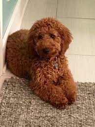 Pin On Mini Goldendoodle Pup