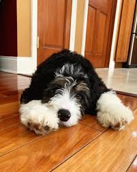 Just met Hendrix the Bernedoodle. He is a 15 week old ball of fluff who  loves to play fetch, eat socks, and receive belly rubs all day. His  instagram is @hendrixthebernedoodle!