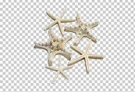 starfish bmp file format png clipart animals beautiful