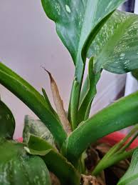 Frangipani also known as plumeria, is perhaps the queen of all tropical flowers. Any Advice For My Dieffenbachia New Growth Started Emerging Last Week But Is Now Turning Brown And Dying Leaves At The Back Are Brown And Shrivelled Too Plantclinic
