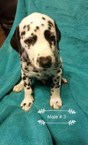 We still have three liverspotted boys left for sale. Dalmatian Puppies For Sale East Texas