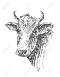 Face Of Cow Hand Drawn On White Background Illustration Sponsored Hand Cow Face Drawn Illustration Cow Sketch Cow Photos Cowboy Art