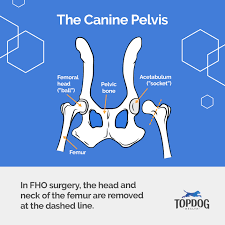 FHO (Femoral Head Osteotomy) For Dogs | TopDog Health