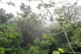 Rainforest Discovery