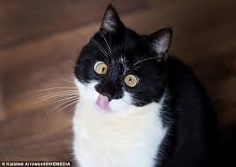 cat is left cross eyed and looking like hypnotised jungle book panther cross eyed cat cats jungle book panther