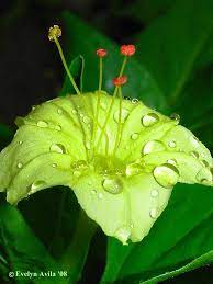 Pin On Flowers