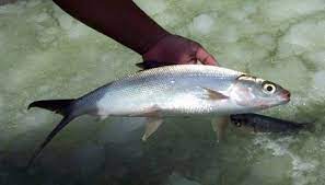 Ampuh 5 Umpan Ikan Bandeng Liar Tambak Air Payau Tawar Laut