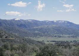 Image result for Tragia lasiophylla