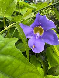 Image result for Thunbergia