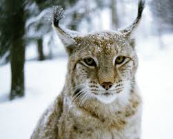 The best city in which to live, work, and play. Lossen Er Los Igen