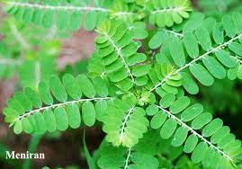 Dan untuk batu karang di buah pinggang dan saluran kencing. 8 Makanan Insyaallah Boleh Hilangkan Masalah Batu Karang Lelaki Boleh Amalkan Maskulin