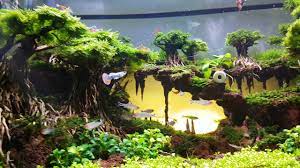 Aquascape Sunset Youtube Aquascaping Planted Aquarium Aquarium Air Tawar