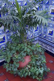 Image result for Cissus alata