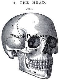 Digital Download Vintage Skull Steampunk Goth Jpeg Png Clip Etsy In 2021 Skull Anatomy Skull Art Anatomy Art