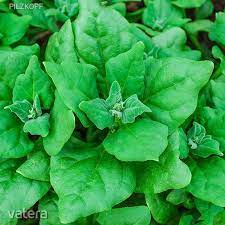 Maybe you would like to learn more about one of these? Uj Zelandi Spenot Tetragonia Tetragonioides Magok 3db Mag Kulonlegesseg