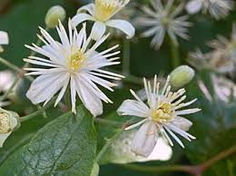 Image result for Clematis hirsuta