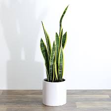 Image result for Sansevieria