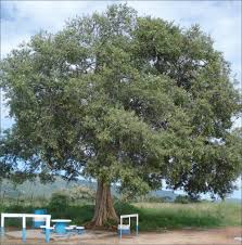 Image result for Ficus burkei