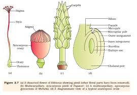 Draw and label the structure of a dicotyledonous leaf.draw and label the structure of a dicotyledonous animal pollinated flower. Sexual Reproduction In Flowering Plants Ncert Class 12 Biology