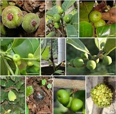 Image result for Ficus ottoniifolia
