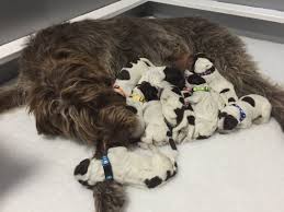 Search classifieds for wirehaired pointing griffon hunting dogs. About Our Puppies Puppy Raising Woodecoy Golden Retrievers And Wirehaired Pointing Griffons