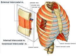 But certain factors are known to trigger it. Pin On Thoracic