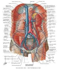 Blood flows throughout the body tissues in blood vessels, via bulk flow (i.e., all nutrients and metabolic end products move between the capillary vessels and the surroundings of the cell through. Arteries And Veins Of Posterior Abdominal Wall