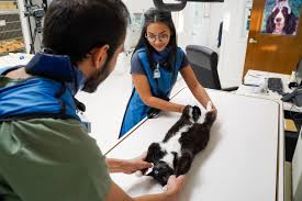 Working in cooperation with vip petcare, we offer the following affordable pet health and vaccination services at convenient weekend all our preventative pet care services are administered under the direct supervision of a licensed veterinarian. Veterinarian In Citrus Heights Ca 95621 Akaal Pet Hospital