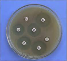 Mueller hinton agars mueller hinton agar • mueller hinton ii agar mueller hinton agar with 5% sheep blood. Antibiotic Sensitivity Pattern Of Clostridium Perfringens In Mueller Download Scientific Diagram