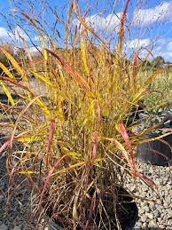 Image result for Andropogon chinensis