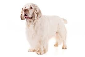 9 years, 4 months and 9 days old, 2 puppies. Clumber Spaniel Dog Breed Information