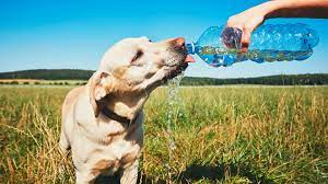 What Are Some Reasons Why My Dog Is Not Drinking Water I Pettable I Esa Experts