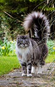 If my cat is calico and very large with a fluffy tail and long fur, could she be a maine coon? Maine Coon Cat Breed Information Characteristics Daily Paws