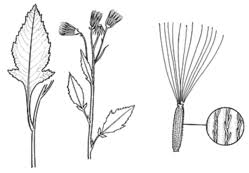 Image result for Crassocephalum crepidioides