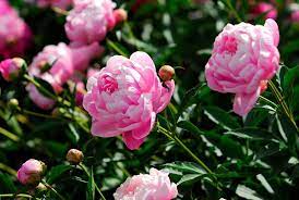 Maybe you would like to learn more about one of these? Growing Peonies How To Plant Care For Peony Flowers Garden Design
