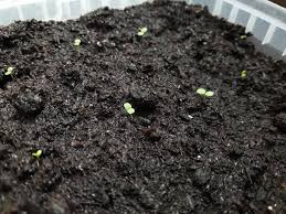 Make sure to check your seeds every day because seedlings can sprout in as little as one day. Strawbairies On Twitter Our Strawberry Seeds Are Already Sprouting Excited Strawbairies Bioveins Uantwerpen