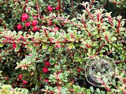Image result for Cotoneaster microphyllus