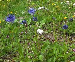 Image result for Rytigynia orbicularis