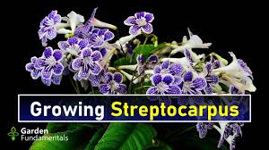 Image result for Streptocarpus sp.nov. aff. S. grandis
