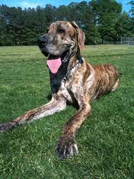 Great danes are the world's biggest lapdogs. Frequently Asked Questions Great Dane Rescue Of The Commonwealth